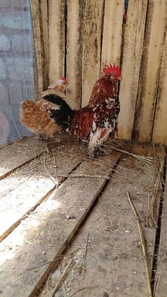 milli flower pair and 9 eggs for sale 0