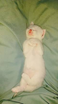 White Persian kitten female