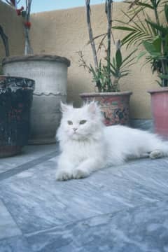 Persian Female Cat for Sale