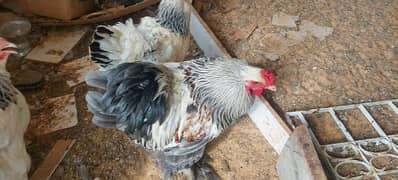 Brahma chicks and eggs, golden buff chicks and eggs