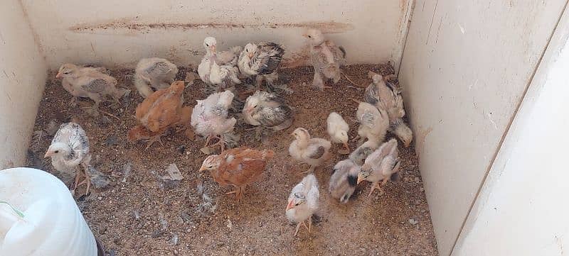 Brahma chicks and eggs, golden buff chicks and eggs 1