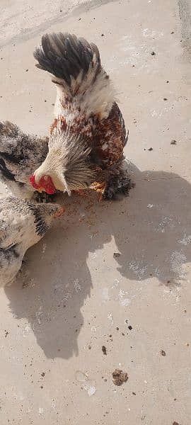Brahma chicks and eggs, golden buff chicks and eggs 2