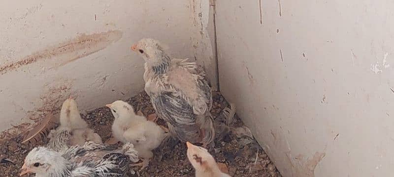 Brahma chicks and eggs, golden buff chicks and eggs 3