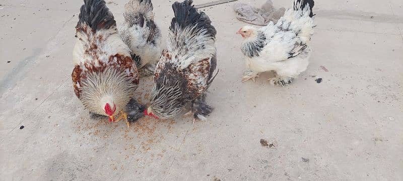 Brahma chicks and eggs, golden buff chicks and eggs 4