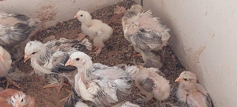 Brahma chicks and eggs, golden buff chicks and eggs 5