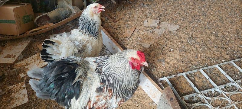 Berahma  fancy hen chick Light brahma Dark Brahma  Brehma fency chicks 6