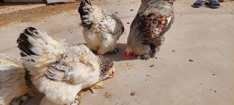 Brahma chicks and eggs, golden buff chicks and eggs 8