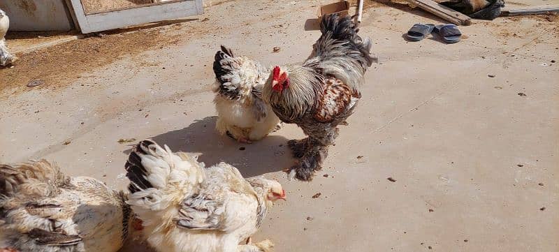 Brahma chicks and eggs, golden buff chicks and eggs 9