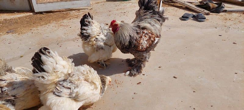 Brahma chicks and eggs, golden buff chicks and eggs 10
