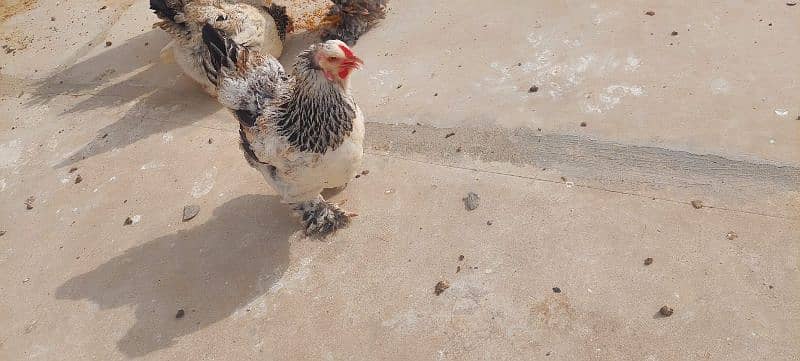 Berahma  fancy hen chick Light brahma Dark Brahma  Brehma fency chicks 7