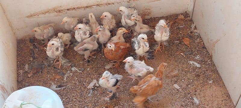 Brahma chicks and eggs, golden buff chicks and eggs 14