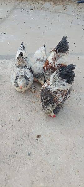 Brahma chicks and eggs, golden buff chicks and eggs 15