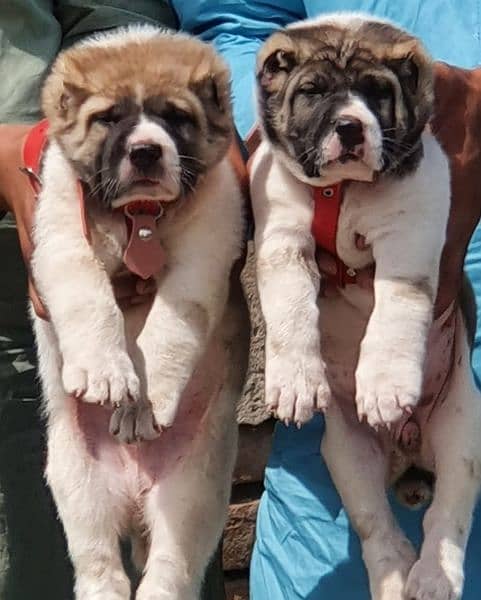 kurdish kangal pair male and female age 2month for sale 1
