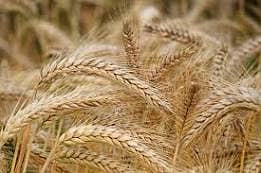 Wheat for sale in best price