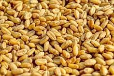 Wheat for sale in best price 1