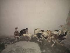 White and black chicks 1300 0
