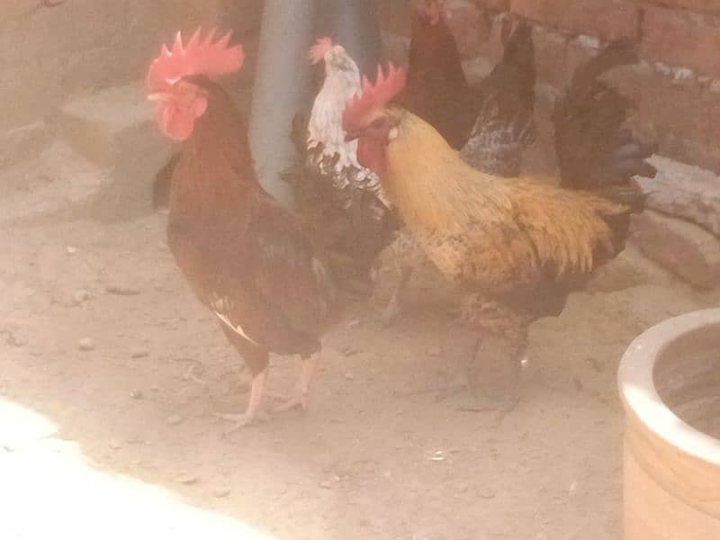 golden misri egg laying hen 1
