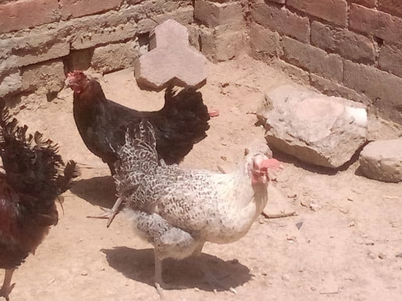 golden misri egg laying hen 2
