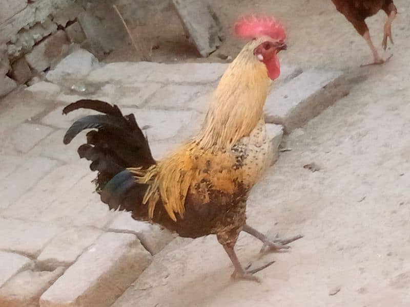 golden misri egg laying hen 10