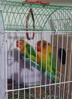 Male and female Pair of Fisher Parrots 0
