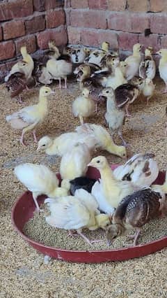 Peacock  chick's 2 Months old all colours available in Faisalabad