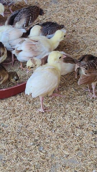 Peacock  chick's 1 Months old all colours available in Faisalabad 1