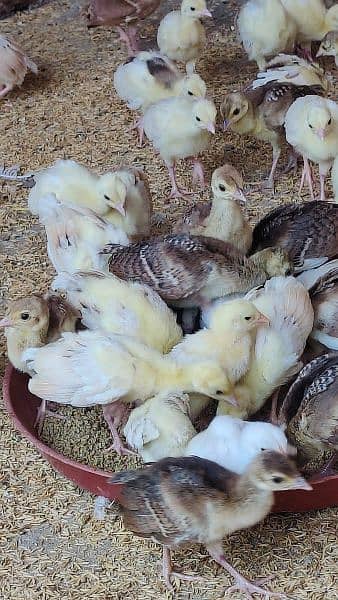 Peacock  chick's 1 Months old all colours available in Faisalabad 2