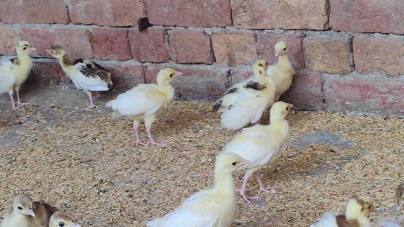 Peacock  chick's 1 Months old all colours available in Faisalabad 5
