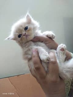 40 days persian kitten for sale