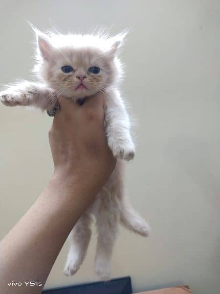 40 days persian kitten for sale 1