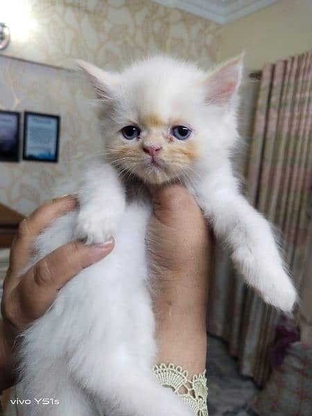 40 days persian kitten for sale 4