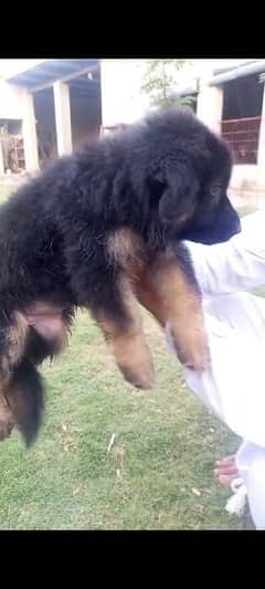 GSD Puppies