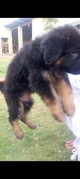 GSD Puppies 1