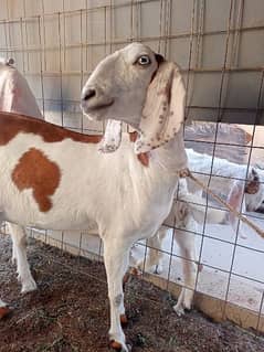 Female Goat for sale 4 teeth for other details contact on 0