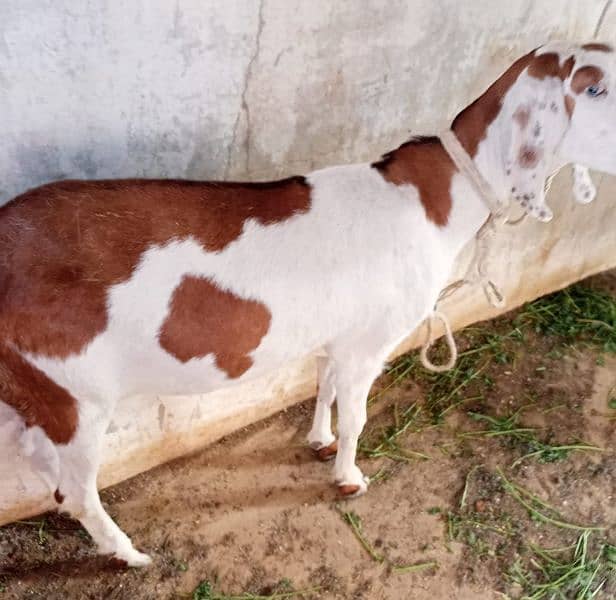 Female Goat for sale 4 teeth for other details contact on 1