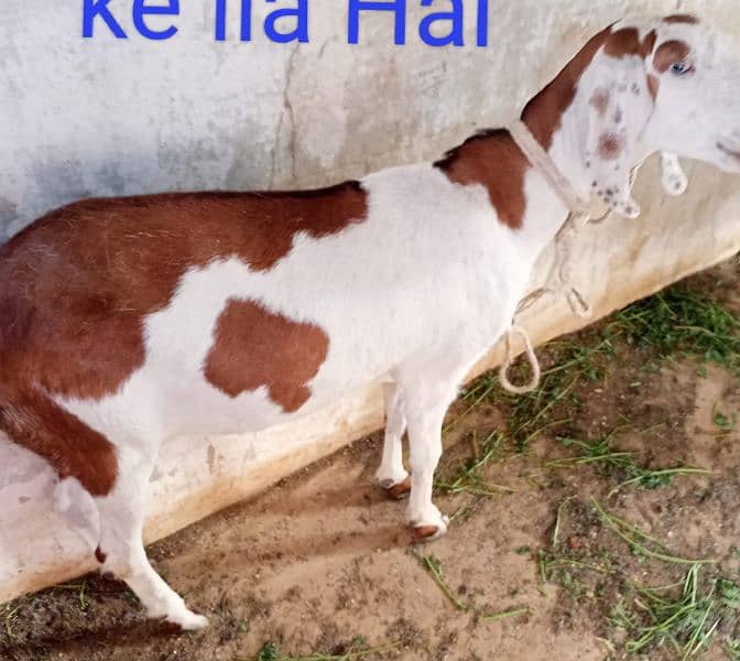 Female Goat for sale 4 teeth for other details contact on 2