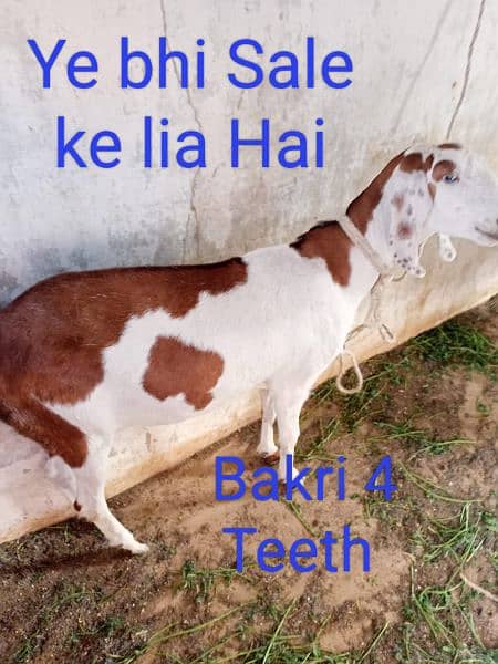 Female Goat for sale 4 teeth for other details contact on 3