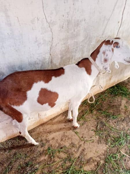 Female Goat for sale 4 teeth for other details contact on 4