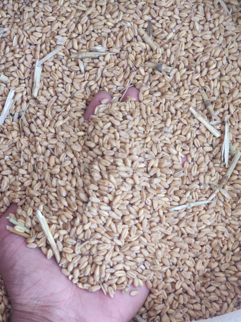 White Wheat from punjab 2