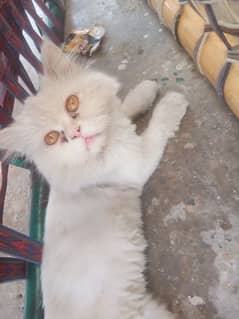 03237746276 WhatsApp number whait color Persian cat yellow eyes