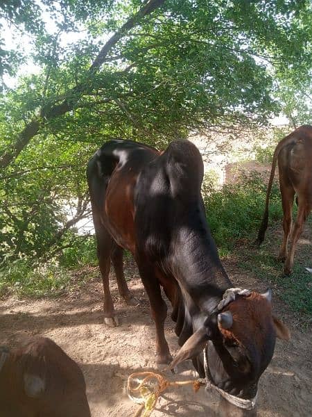 qurbani bulls for sale 5