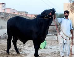 Heavy & Heighted Qurbani bulls black joori 1. . . 1 mil jaye ga