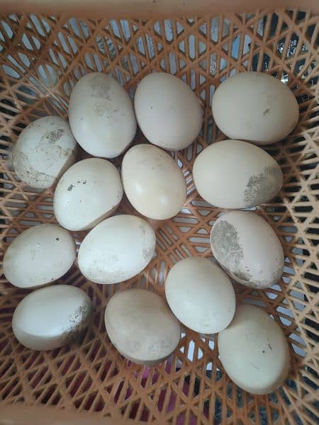 Eggs chicks hens  light sussex 13