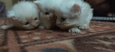 Persian cat and 3 kitty's available for sale 0