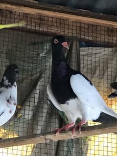mix pigeon for sale