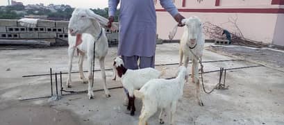 Pure Rajanpuri 2 Goats