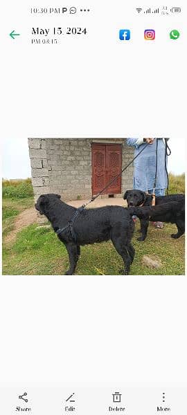 Labrador retriever pair for sale 4