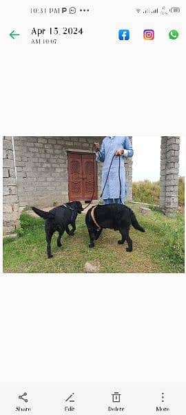 Labrador retriever pair for sale 6