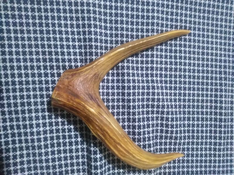 stag horn 1