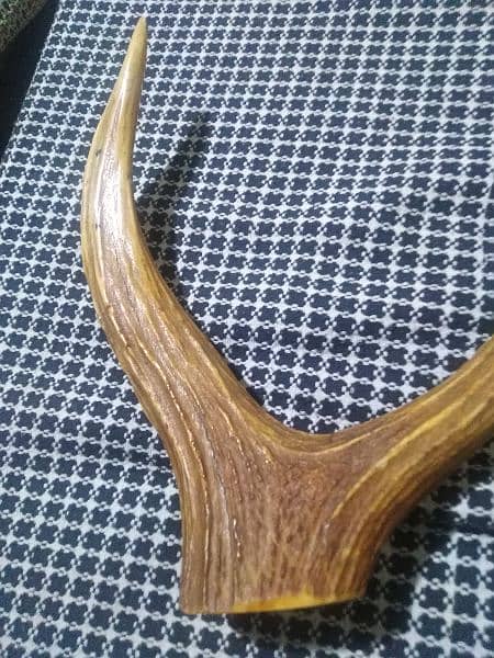 stag horn 2